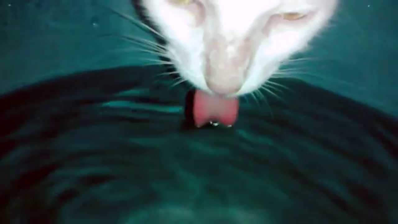 Como Beben Los Gatos A Camara Lenta