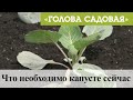 Голова садовая - Что необходимо капусте сейчас