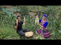 Harvest corn, Grow flowers to beautify the farm, Survival instinct, Wilderness Alone, Ep 229