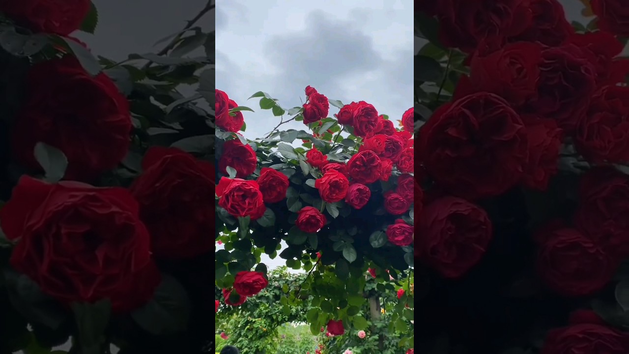 Beautiful red rose flowers.🌹|