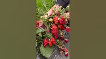 How Red Are Strawberries? My eyes have eaten it! 👀🍓#Strawberrypicking #Supersweetstrawberry