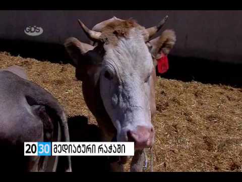 მედიატური/media tour/Media Tour