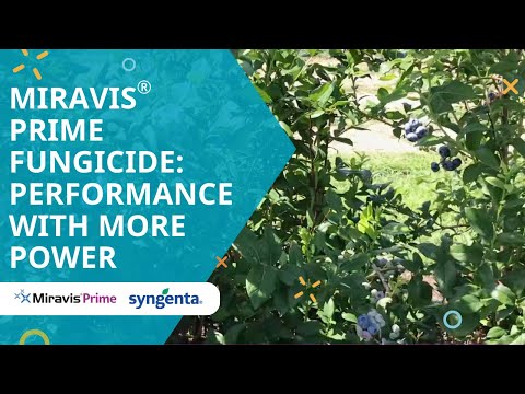 Miravis® Prime Fungicide: Performance With More Power