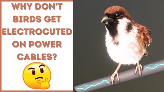 Why Dont Birds Get Electrocuted On Power Cables? 3D Animation 