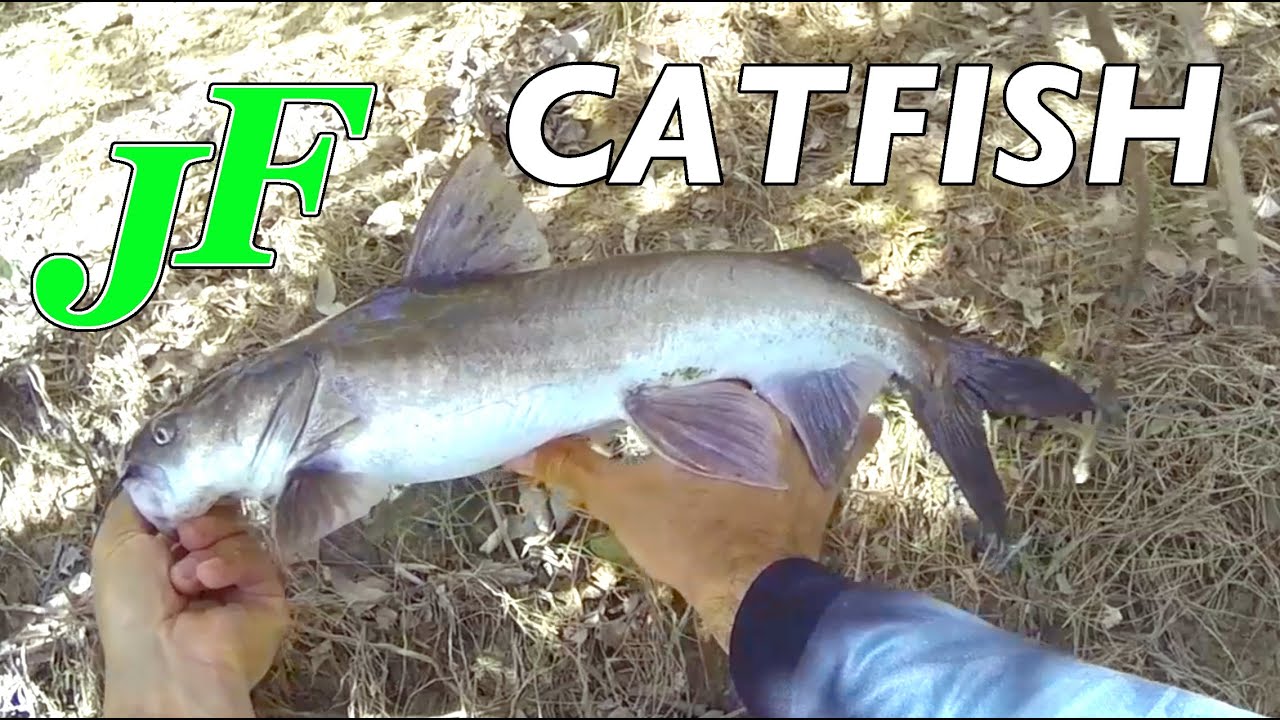 Catfish lure sight casting Just the Fish EP.244c YouTube