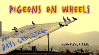 PIGEONS ON WHEELS - DAY 141 | CINEMATIC VIDEO | SONY A6400 | 4K | ALWAR, RAJASTHAN