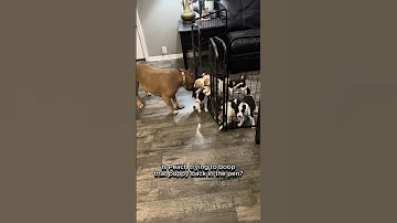 Boops Hunk Peach Tapdance Funnydog Puppy Playtime Fosteringsaveslives Pawsitivetailskc 