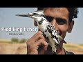 Pied kingfisher full documentary with eng subtitles
