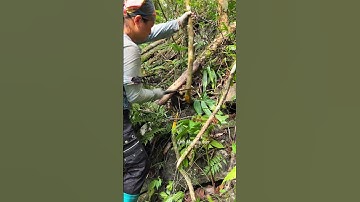 cây mật gấu vàng, hoàng liên #linhmythaoduoc_0966086662