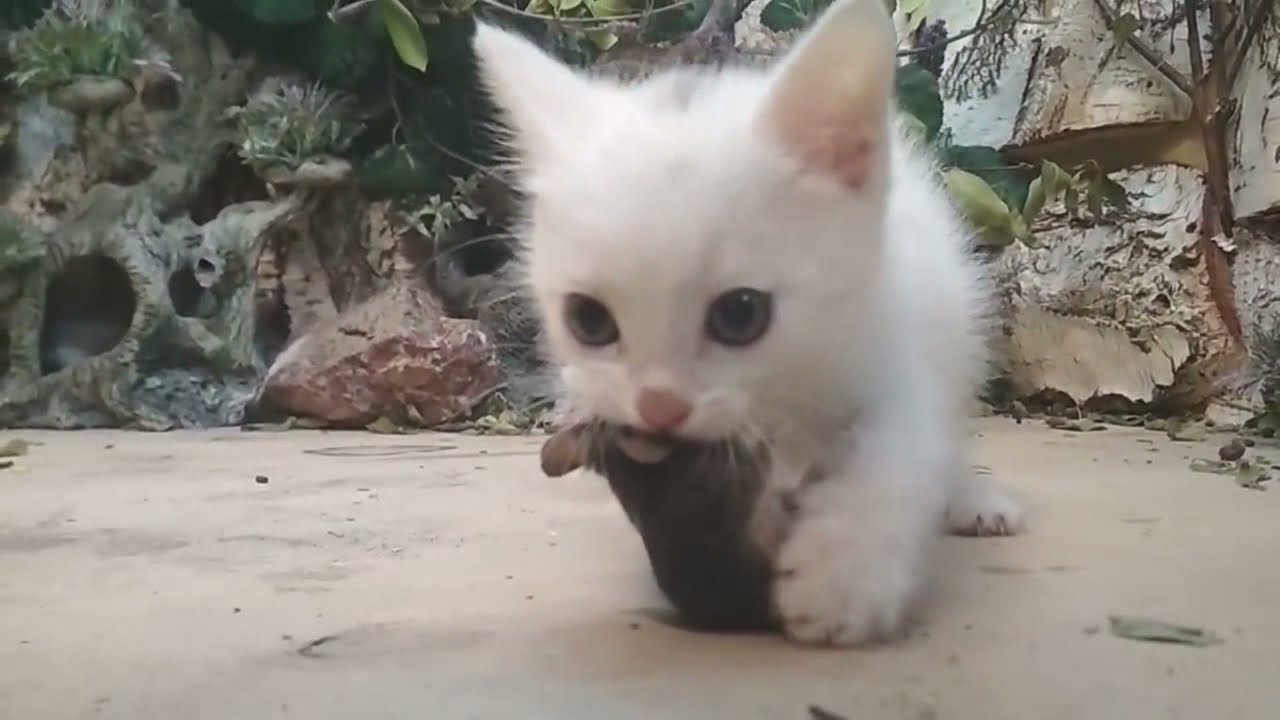 A small kitten hunts a mouse. The kitten has a whole mouse. A predator