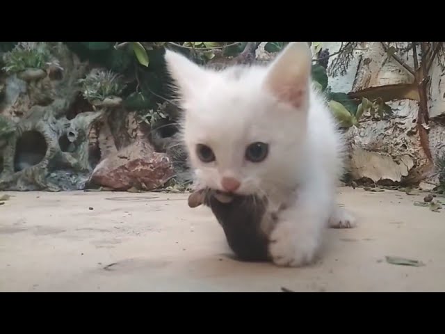 A small kitten hunts a mouse. The kitten has a whole mouse. A predator will grow from a kitten class=