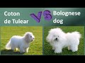 Coton de Tulear VS Bolognese dog - Breed Comparison - Bolognese dog and Coton de Tulear Differences