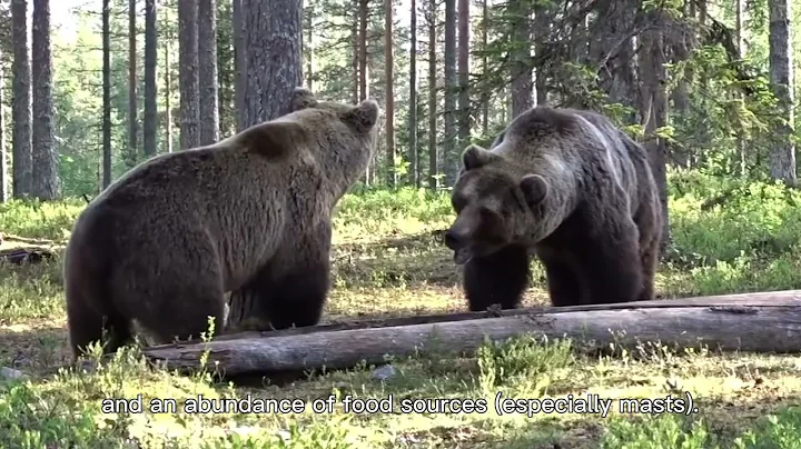 【Camojojo】Where do black bears typically live?