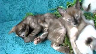 Тонкинские котята и тайчики. Тонкинские котята и тайчики.