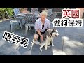 英國做狗保母唔容易 🐶主人訓練有素超級有愛心 It’s not easy to be a dog sitter.