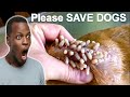 Mango worms all over the poor dog rescued  how to remove mangoworms form dog  parasites treatment