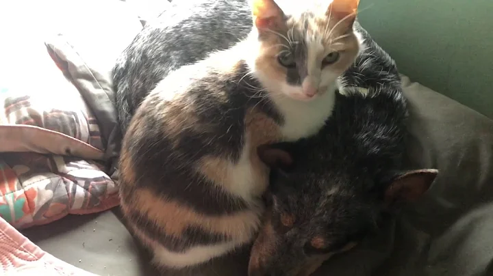Video 4355911: calico manx, manx cat, cat cuddling