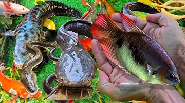 Video Bắt Cá Trê, Cá Lóc, Cá Cảnh, Cá Koi, Cá Sấu, Ba Ba, Rùa Con Trong Ao Nhỏ