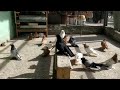 Голуби Макса Алматы. Двухчубые голуби. Tauben. Pigeons