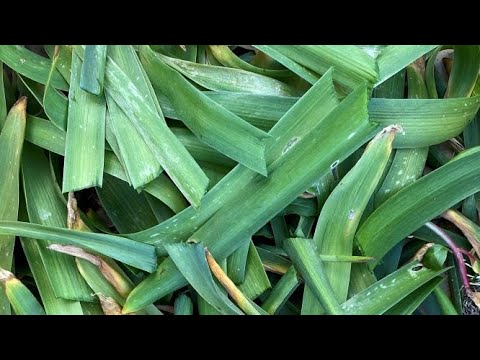 Video: Hyazinthenpflanze wird braun: Bräunende Blätter und Blüten auf Hyazinthen