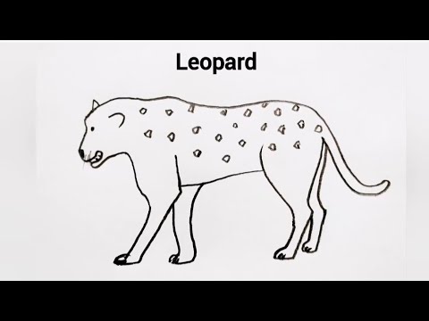 How To Draw Leopard | Easy Pencil Drawing - YouTube