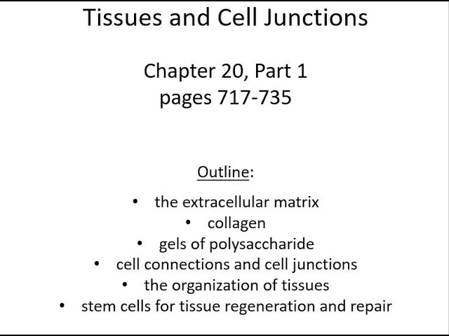 Lecture 24 Tissues and Cell Junctions Chap 20 Pt 1