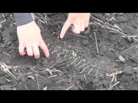 Canola School - Seeding: Depth & Consistency