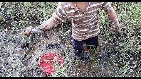 Đi kiếm rùa bắt không thấy mà thấy mấy con cá lóc cạn (bắt cá cạn)
