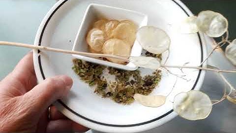 Seed Saving Part 1: Dry Seeds