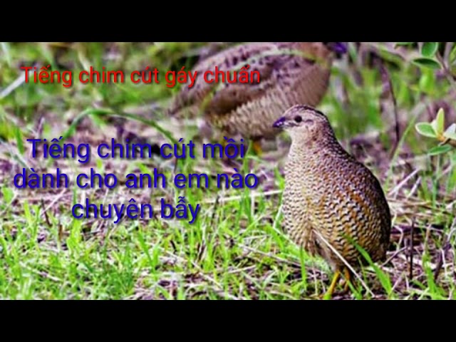 Tiếng Chim Cút Mồi Gọi Bầy Chuẩn Mp3 - Youtube