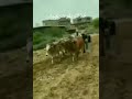 ما لا قدك م ن ش ري ة خذ لك بقر شرعبية