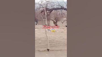 Thumbnail of crazy cow's running around #shorts