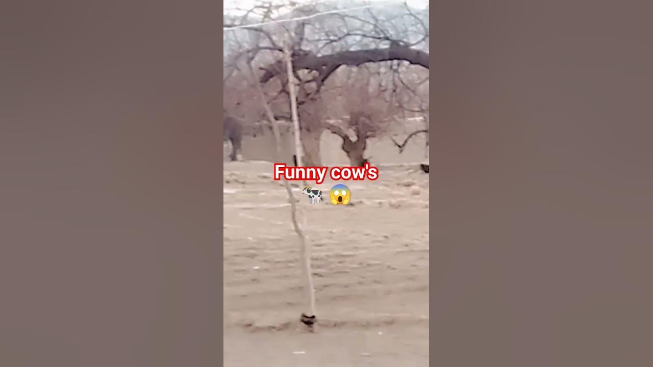 crazy cow's running around #shorts