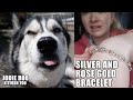 Husky Supervises Me Making Gold And Silver Bracelet