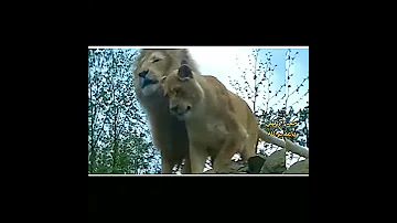 هيبه الأسد زئير الاسد حالات واتساب عن الاسد ستوري تسجيل دخول فخم ستوريات أنستا 