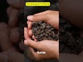 How Is Shilajit Made 2026 Guide Shilajit From Raw Stone To Pure Resin Explained Shilajit