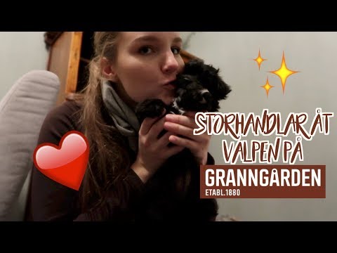♘-storhandla-med-mig-pÅ-granngÅrden-#2-♘-massa-saker-till-valpen!