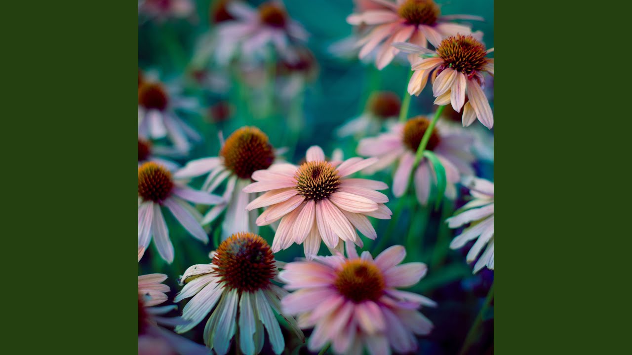 Echinacea