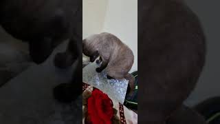 Cute and Funny Siamese Cat Video Compilation #2