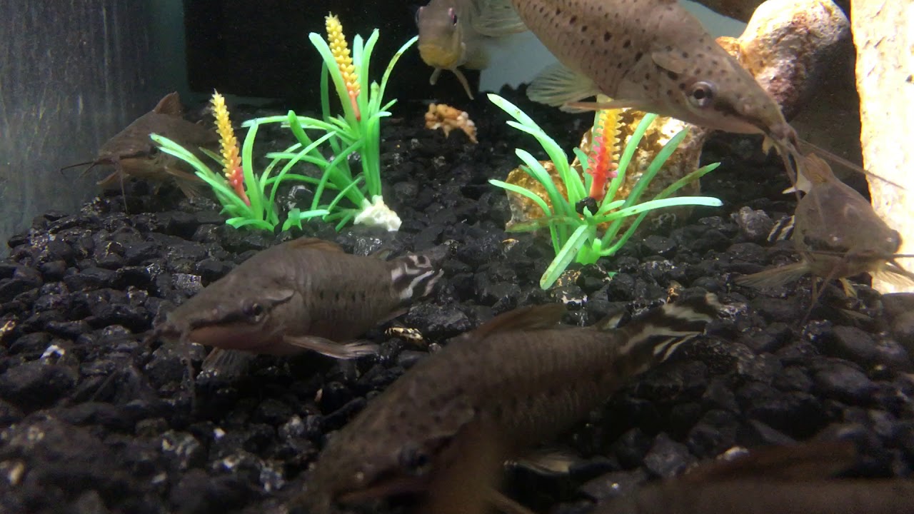 porthole catfish porthole catfish