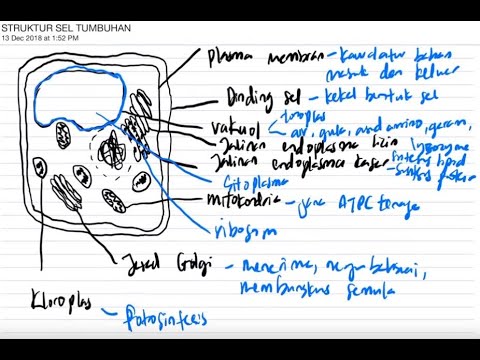 BIOLOGI BAB 2 (BAHAGIAN 3) - STRUKTUR SEL TUMBUHAN DAN 