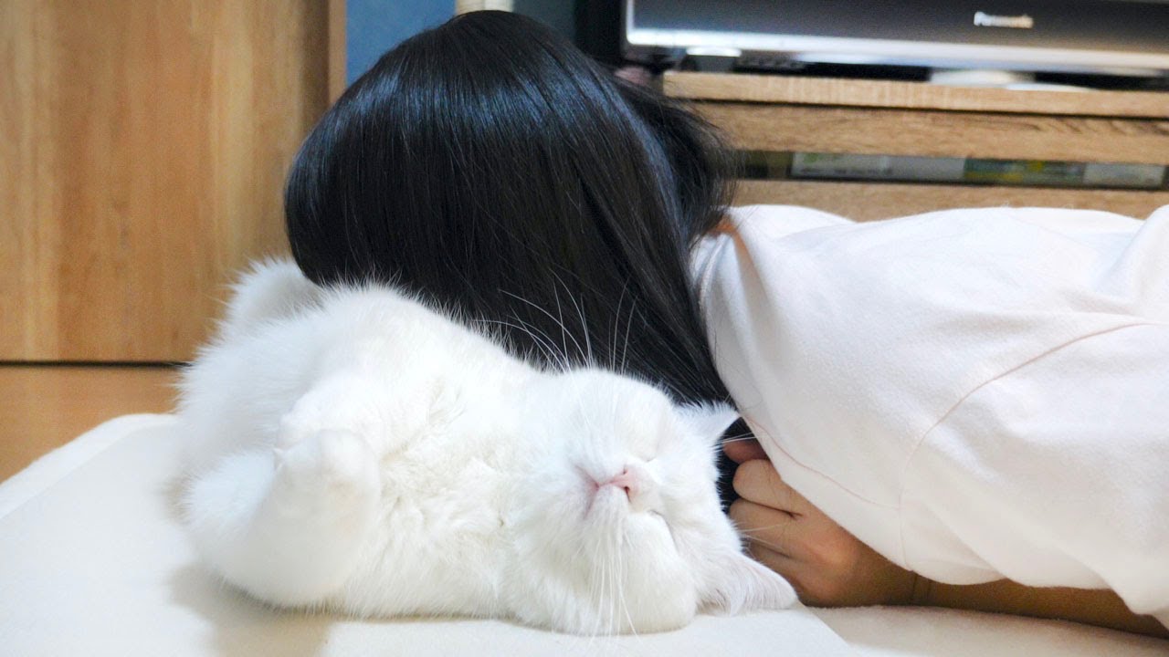 ENG) There's nothing like taking a nap on a freshly washed cat