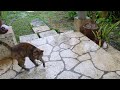おたまこ40189☔😺チャコ💞お出迎え💖
