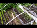 Vegetable Garden Update Week 9