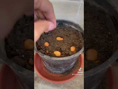 زرعت فول في البلكونة      