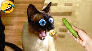 You Laugh You Lose 😍Funniest Dogs and Cats 2024 🐕🐈