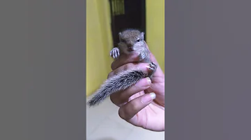 Baby Squirrel Gilhari Sweet Voice 
