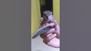 baby squirrel (gilhari) sweet voice