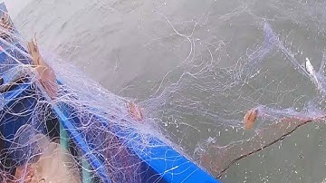 NGHỀ LƯỚI TÔM - Kéo Lưới Trúng Mánh Tôm Thẻ P3 | Câu Mực Biển Tây #4