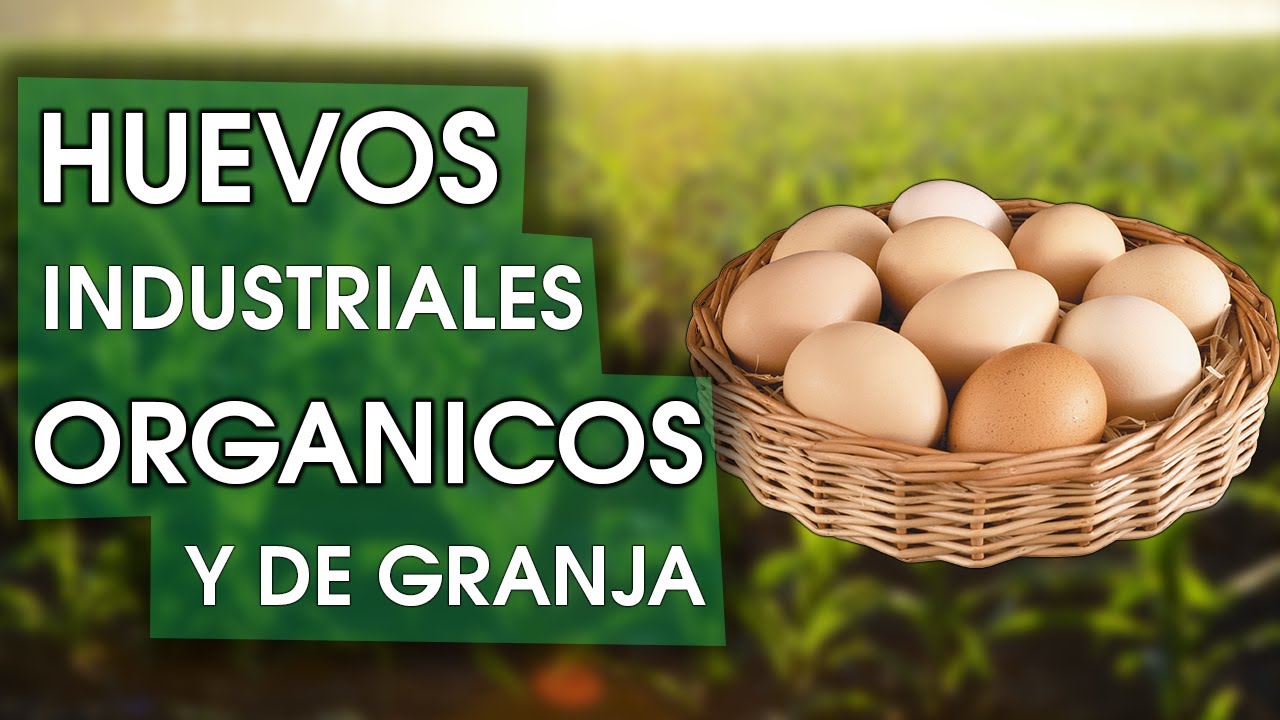 Diferencia entre huevos industriales, orgánicos y de granja 🐔 - YouTube